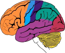 human brains