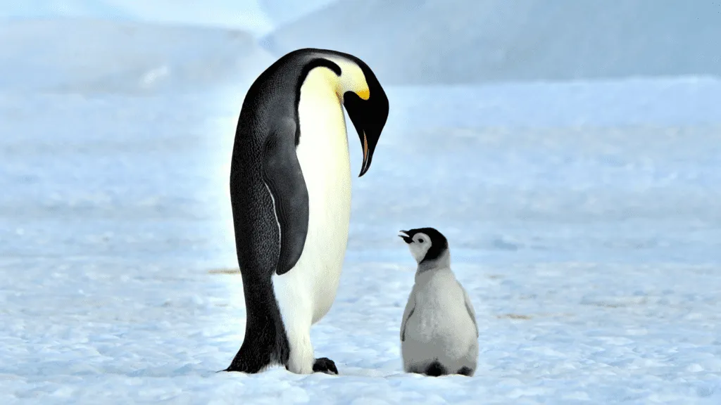 The Plight of Penguins - American Humane Society