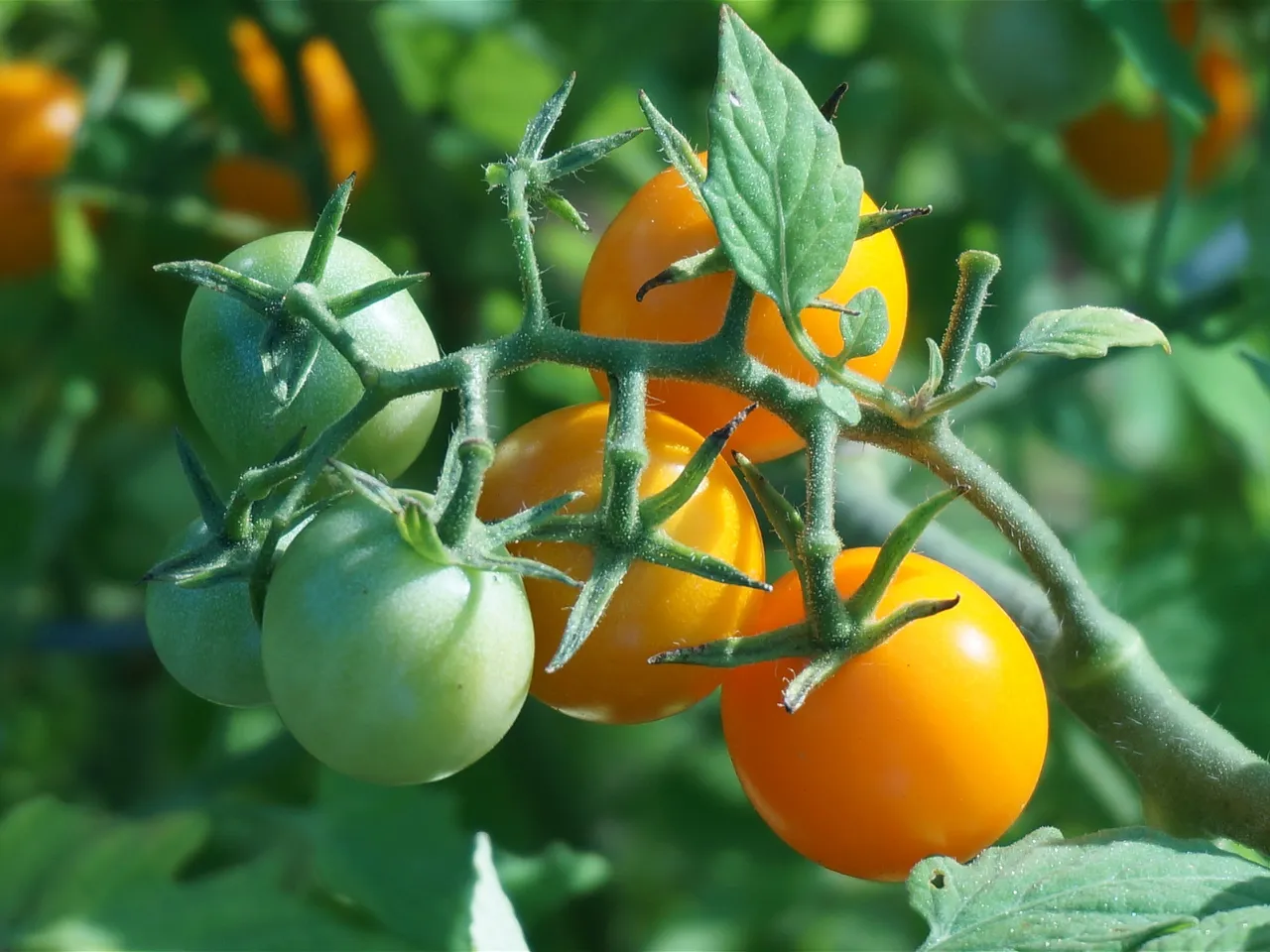Tomato Grand Challenge3