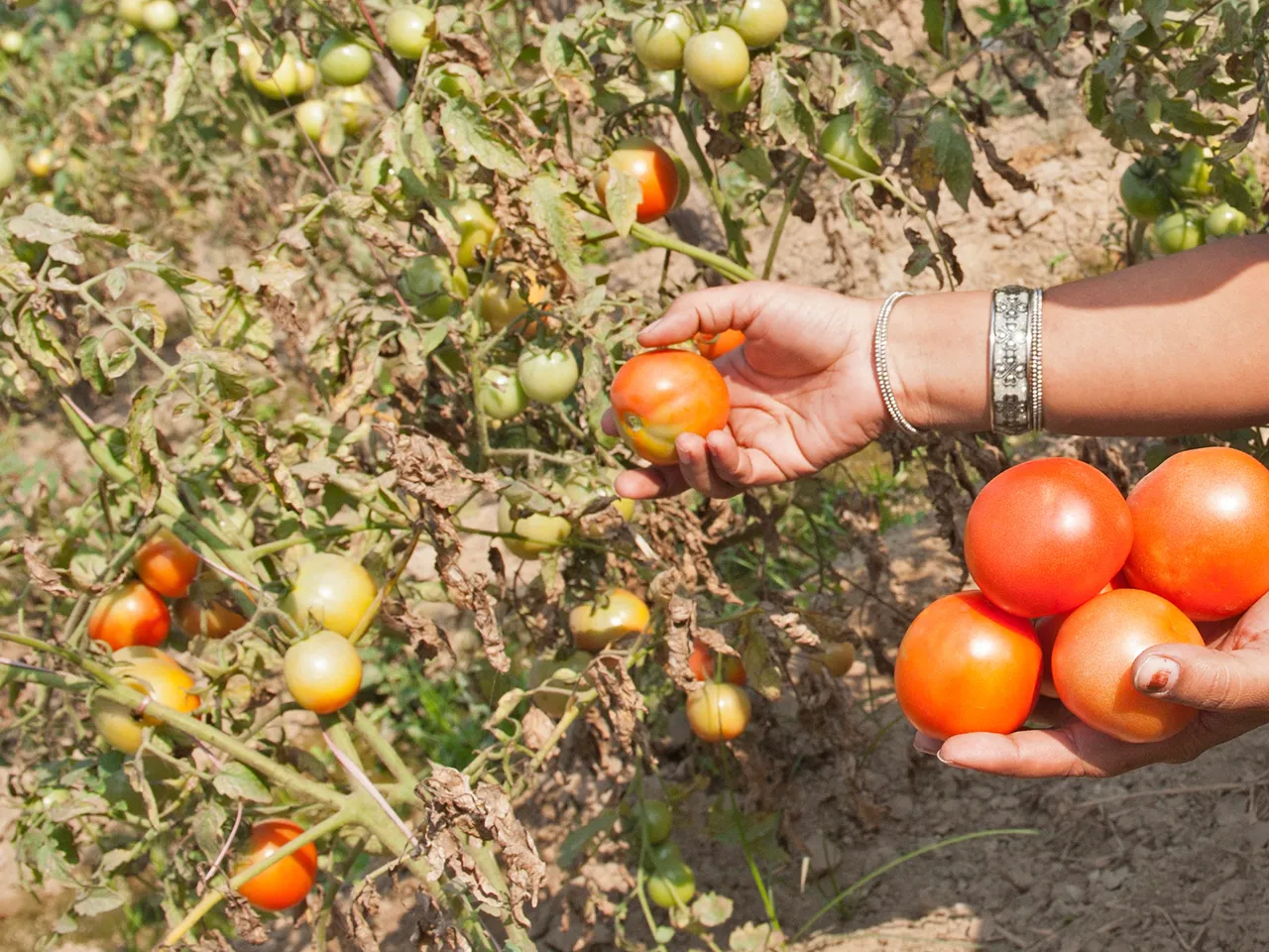 Tomato Grand Challenge4
