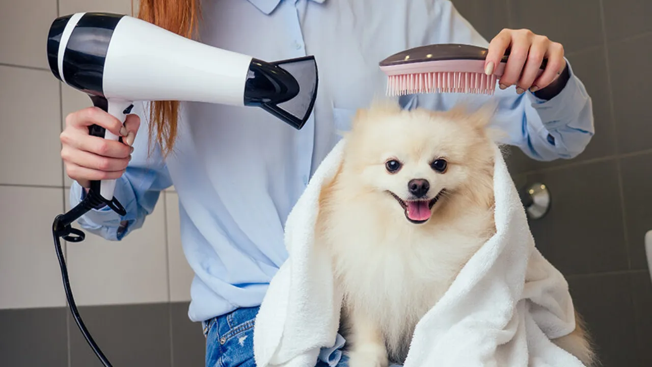 Pet Grooming Services