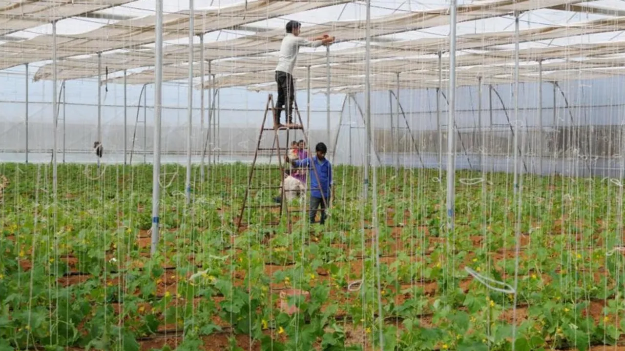 Organic Farming Business