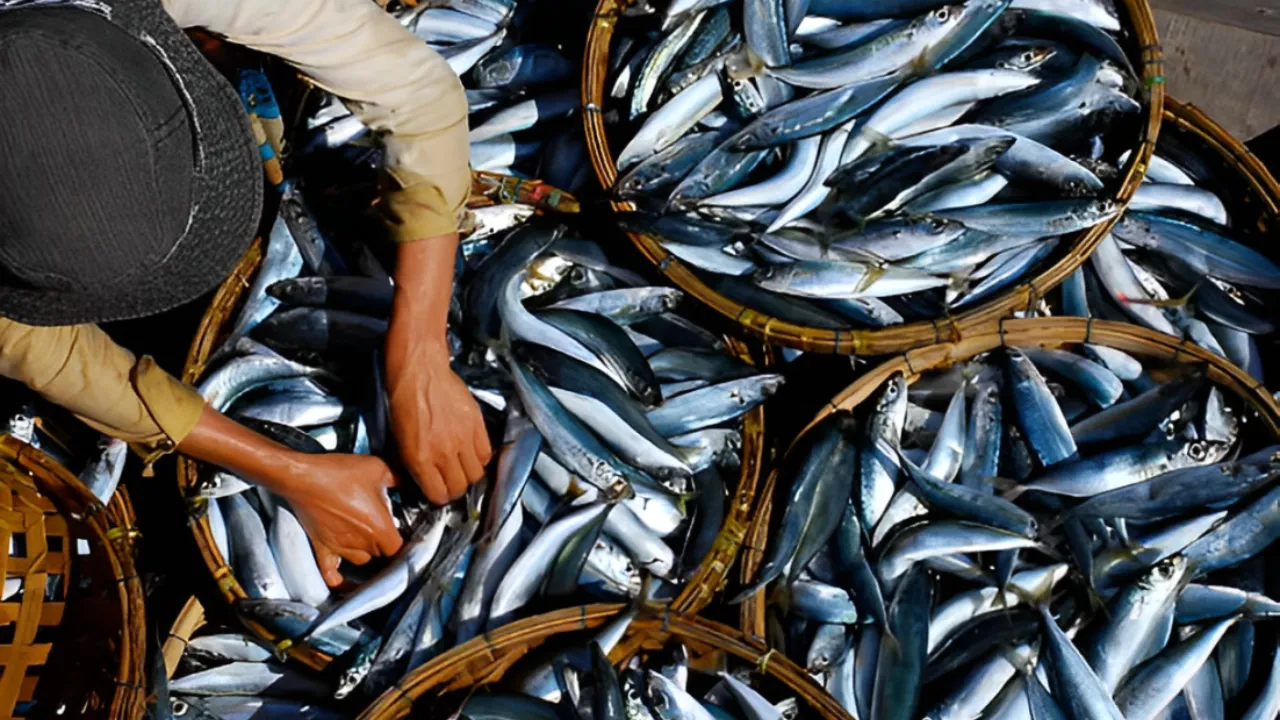 Fish Retail Business