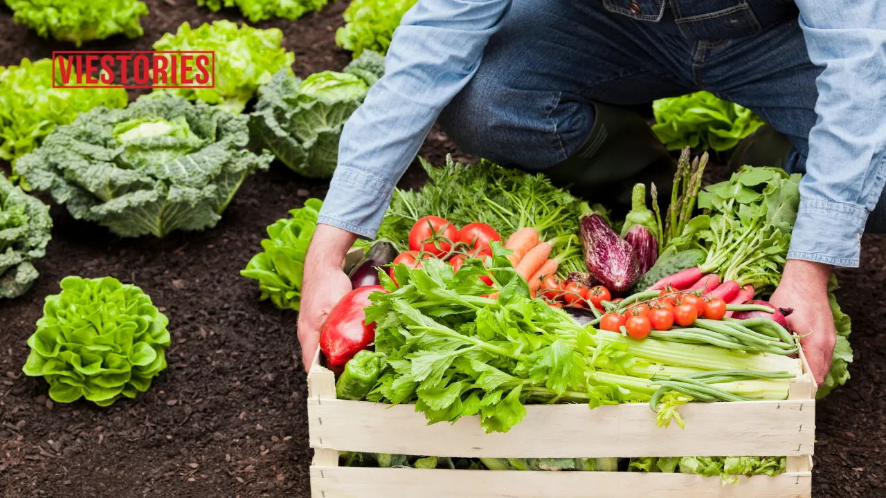 Organic Food Business in dehradun
