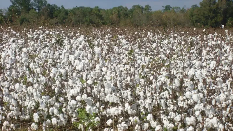A tried and true method of making money is to grow those crops that are highly sought after in India and other nations. In India various types of crops are grown like rice , maze, mustard, jawar ,cotton tea, spices and medicinal herbs , sauces and sugarcane are all thriving crops.