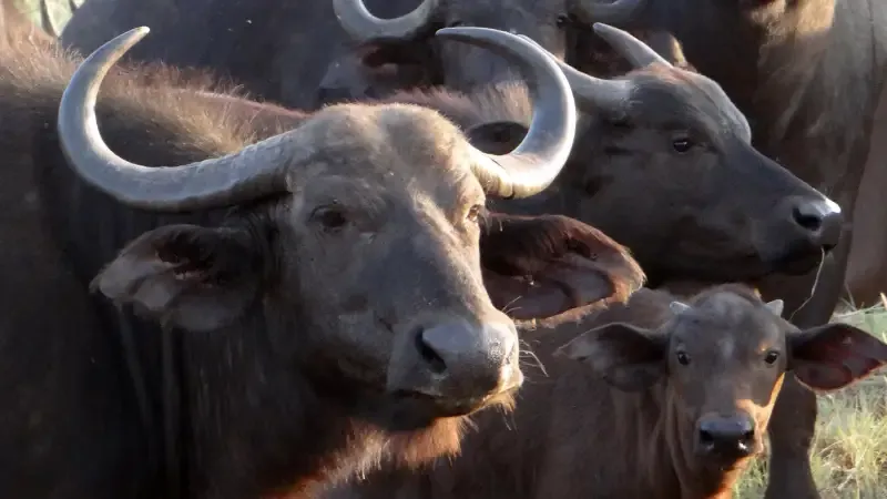Highly priced is buffalo milk. High quality milk is attainable with the right attention and treatment. You can start this small scale business on your own or with two farm hands if you are proficient in putting forth , planting and milking buffaloes.