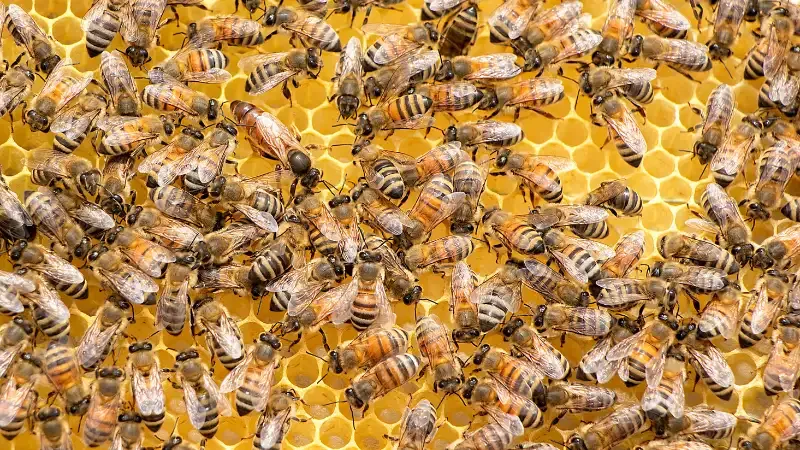 In rural India, beekeeping and honey production present a distinctive and lucrative small business potential. Beekeeping has been increasingly popular due to its potential for generating sustainable income, positive effects on the environment, and rising demand for natural and nutritious goods. Beekeepers starting their own businesses not only helps to protect pollinators but also has access to a profitable market for honey and other bee-related products. 