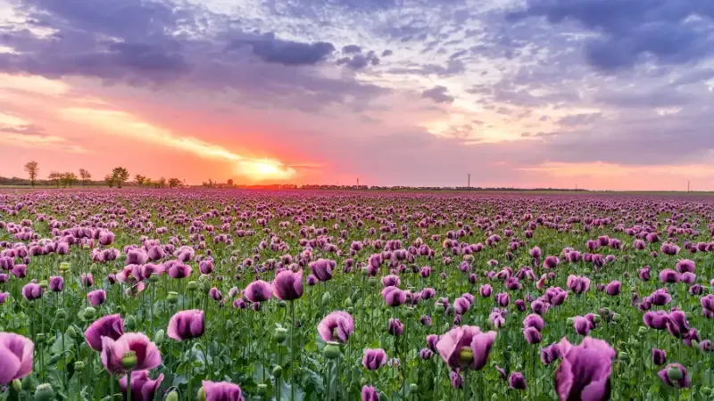 This sort of farming also referred to as Floriculture, is carried out for a variety of economic purposes in different Indian states. Due to the nutrient-rich soil in many of these regions, which is excellent for growing flowers, this is the finest business to start in a rural area. Flowers are high in demand for religious occasions because this is a year–round industry. Another market for this small-scale enterprise in villages is created by the usage of flowers as decoration for events and gatherings. 