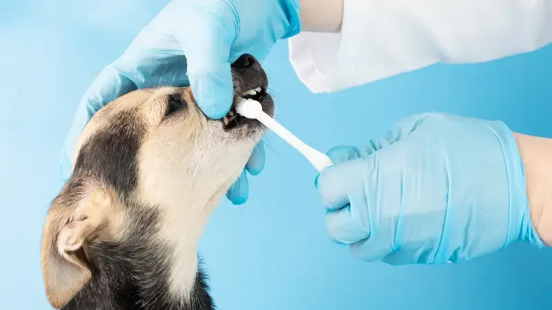 Pet-Care Business - Business Ideas for Women