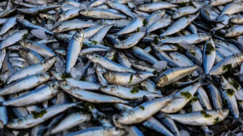 Fish Retail Business - Small Business Idea in Kolkata