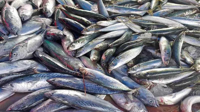 Fish Supply business  in Agartala