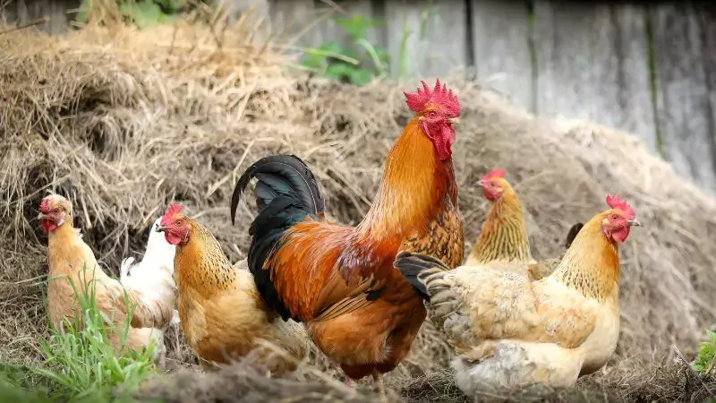 Poultry Farm Business in Agartala