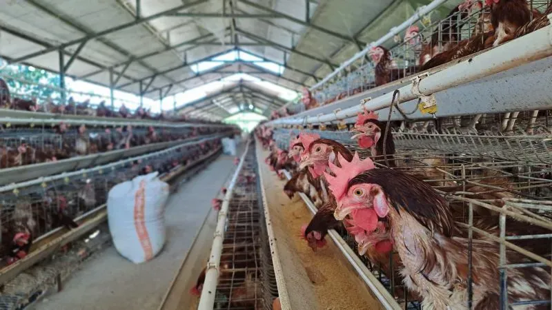 Poultry Farming Business Ideas in Chennai