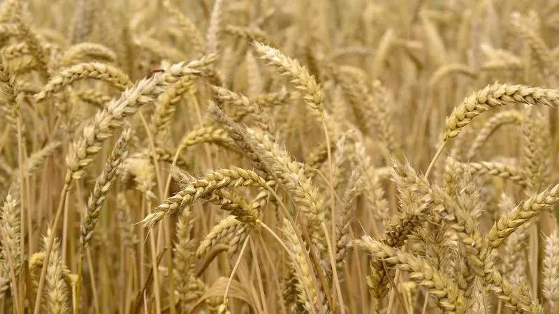 Wheat Processing Business - Small Scale Business Ideas in Patna