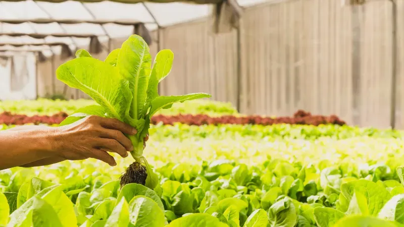organic food industry fastest growing business opportunity
