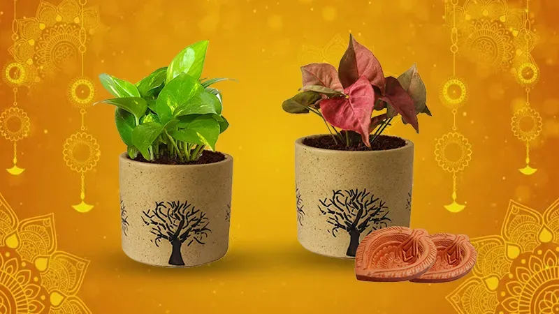 eco friendly diwali gifts