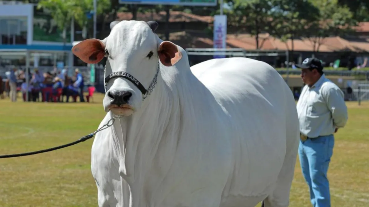  World's most expensive cow sold for $4 million: Viatina-19 sets record Photograph: (Instagram: @viatina_19) 