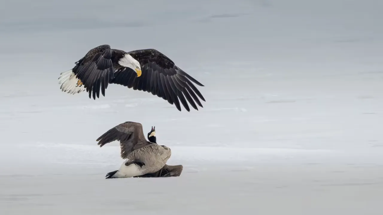 Bald Eagle