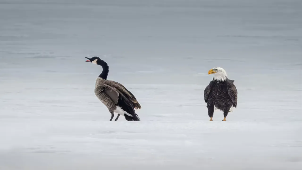 Bald Eagle