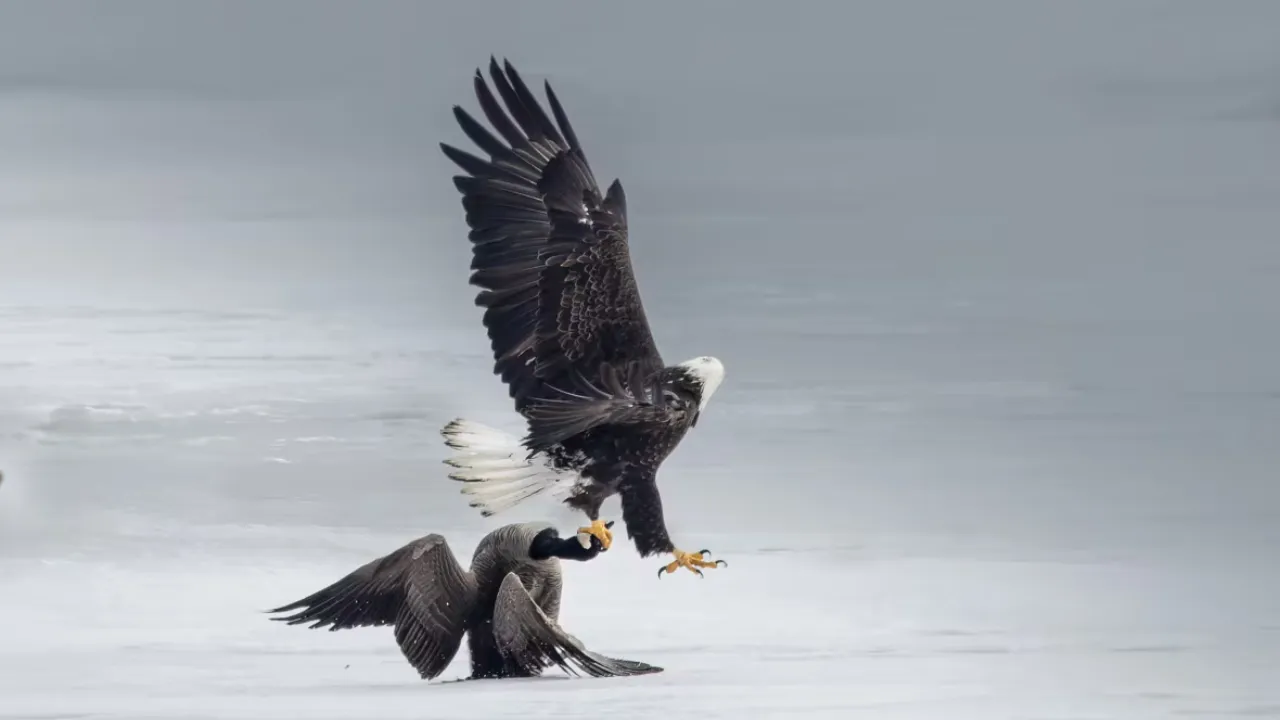 Bald Eagle