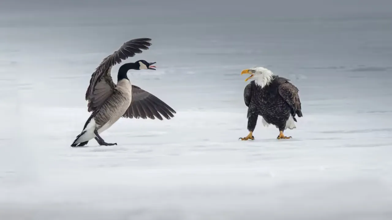 Bald Eagle