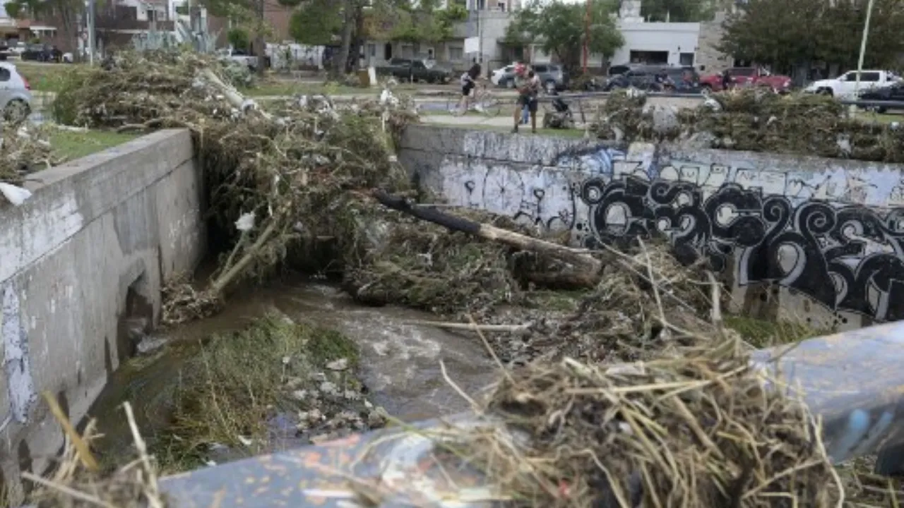  A fallen tree is pictured at Maldonado's creek the day after a heavy storm in Bahia Blanca, 600 km south of Buenos Aires on March 8,  Photograph: (AFP) 