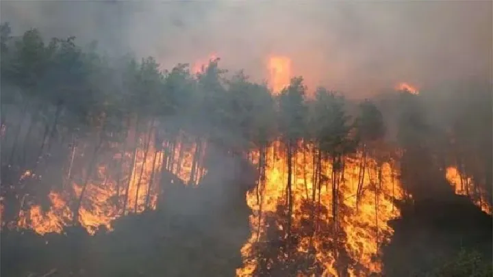 los angeles fire3