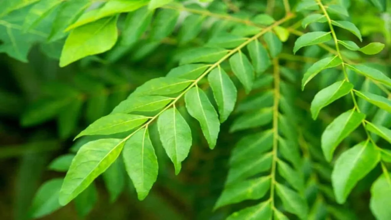 Neem 