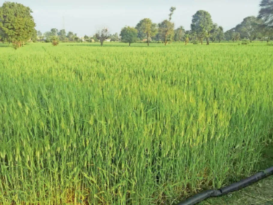 गेहूं की फसल