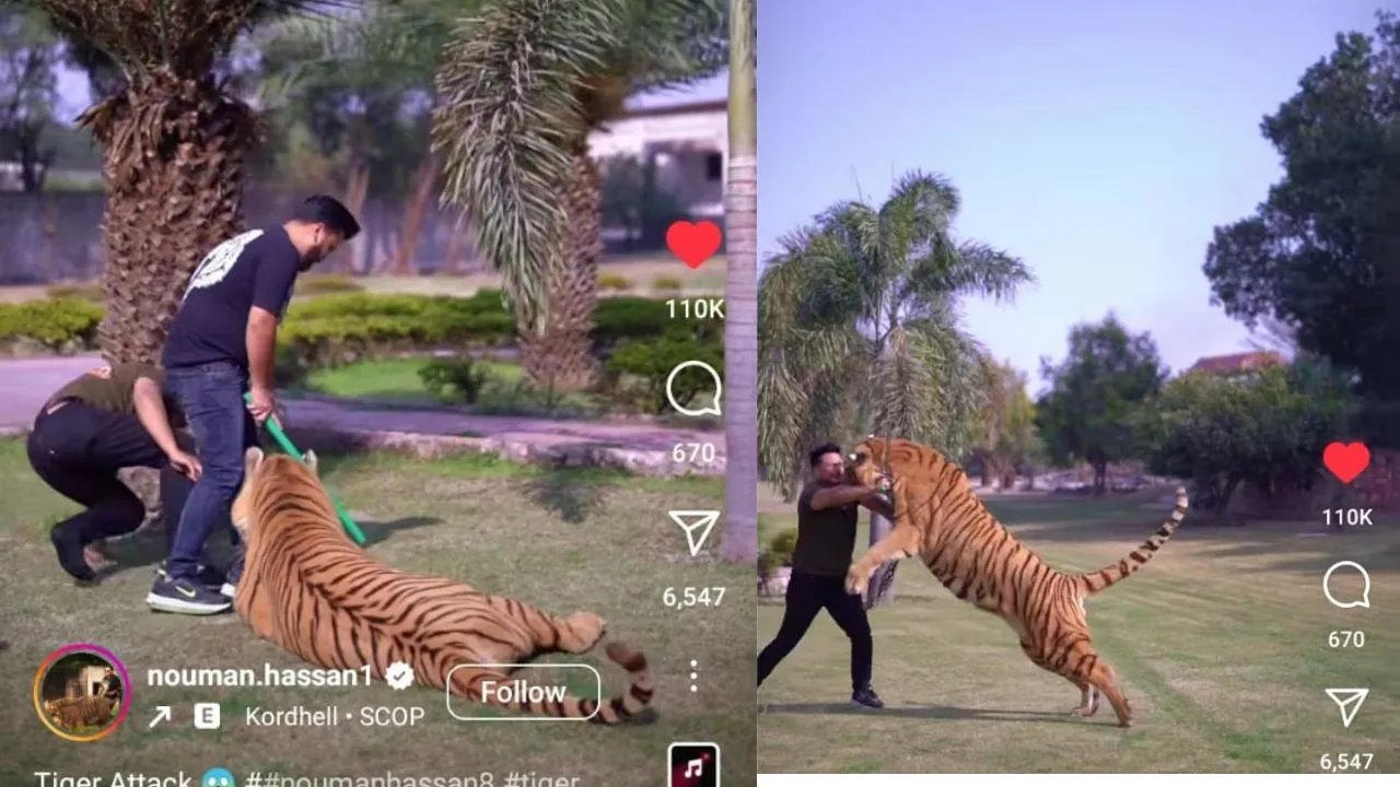 Tigers