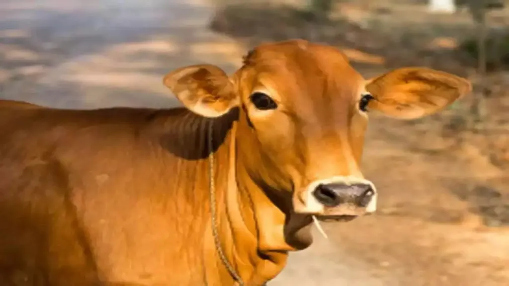 ेमतजीरा