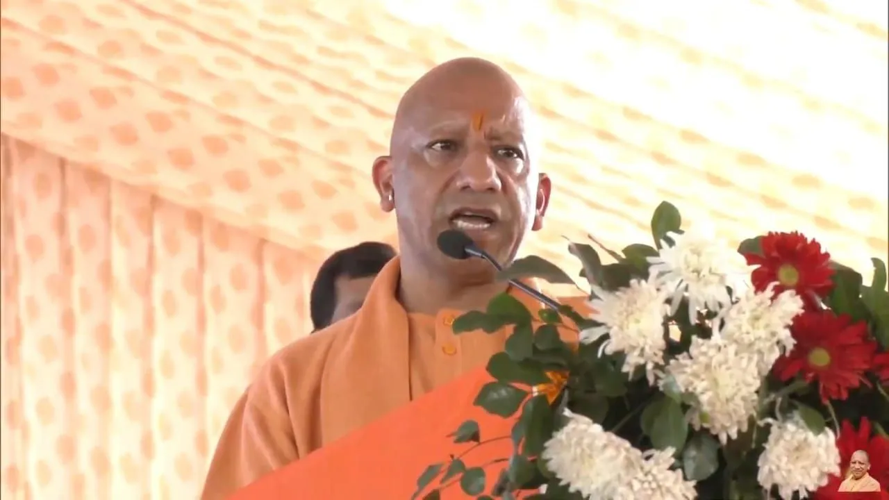 yogi