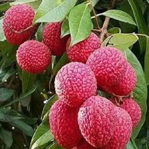 lichi