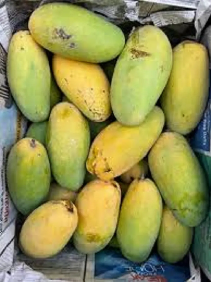 mengo