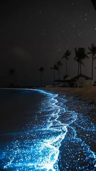 7 beaches across world that glow during night