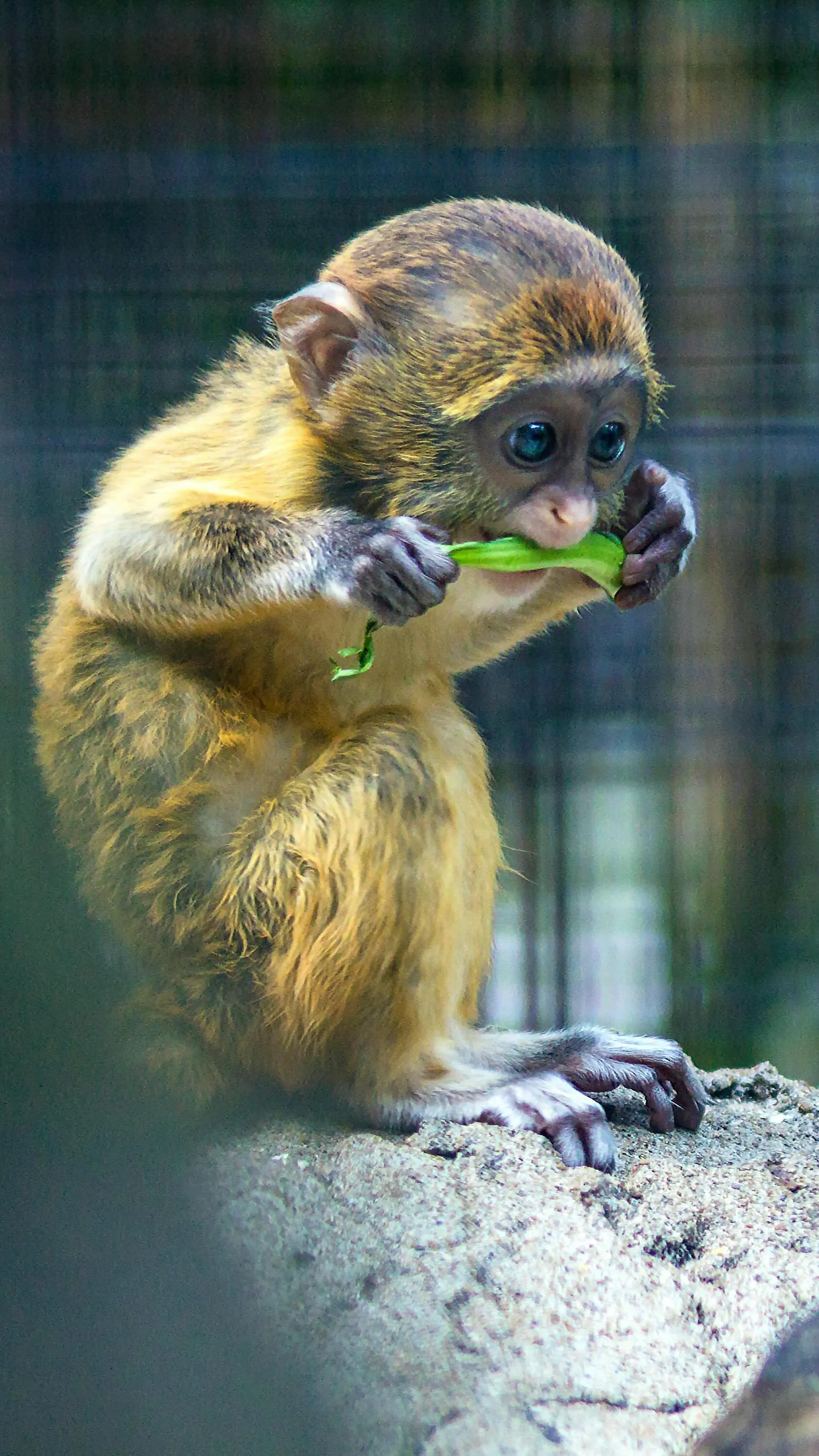 10 Cute Species of Monkeys