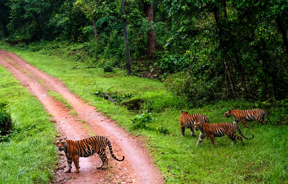 kanha tiger reserve madhya pradesh