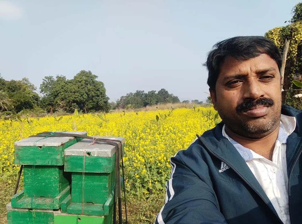 bee boxes in mustard fields