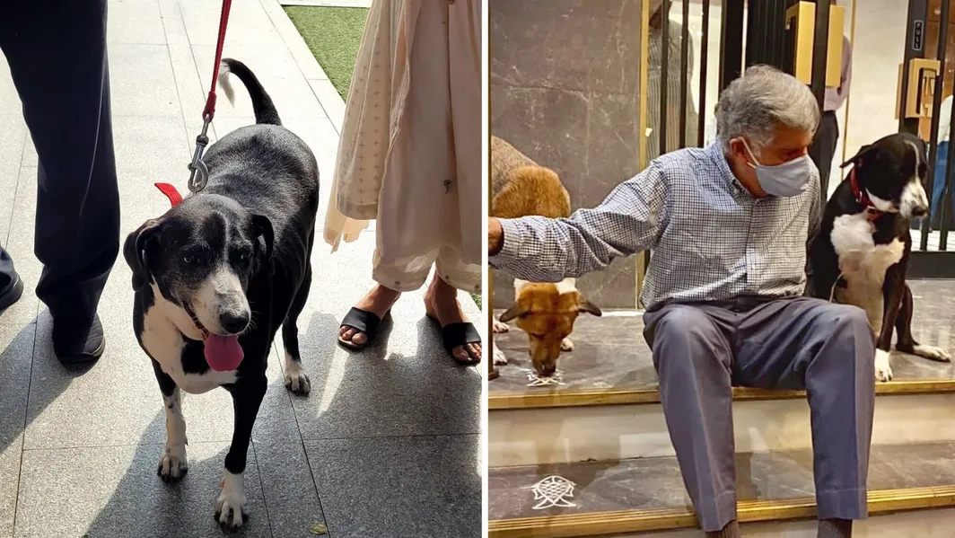 Ratan Tata's dog Goa visits NCPA to pay homage to man who brought him to  Bombay House | Trending - Hindustan Times