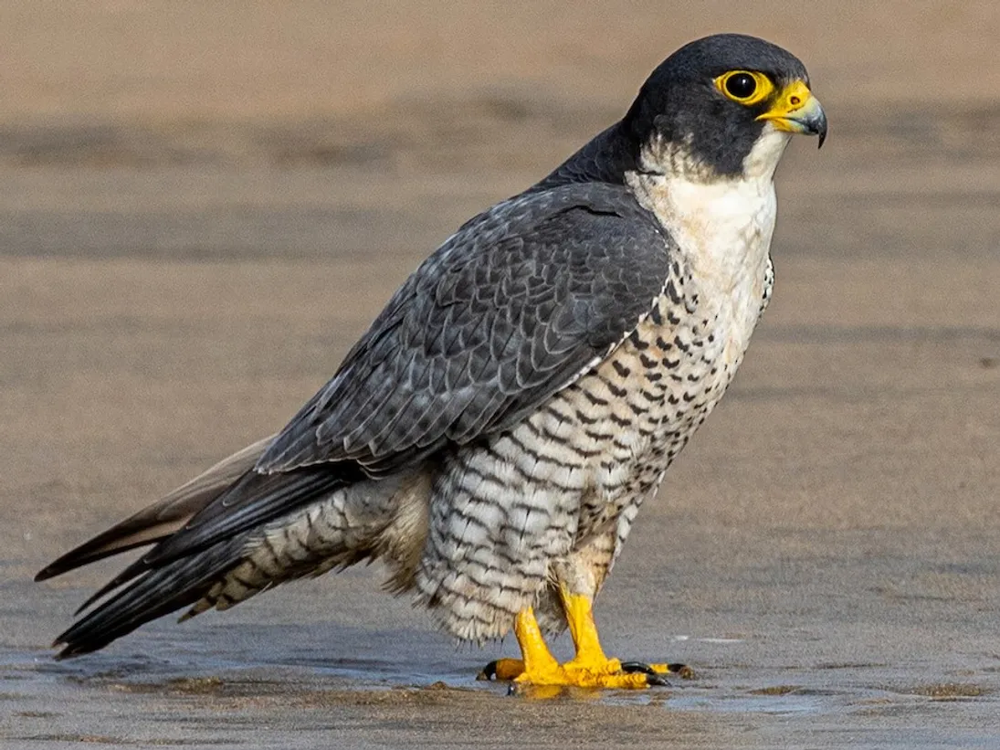 Falcon eagle Complete information of a magnificent hunter bird
