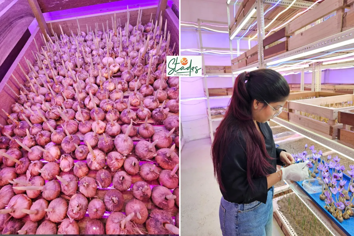 saffron bulbs (left) and Aastika