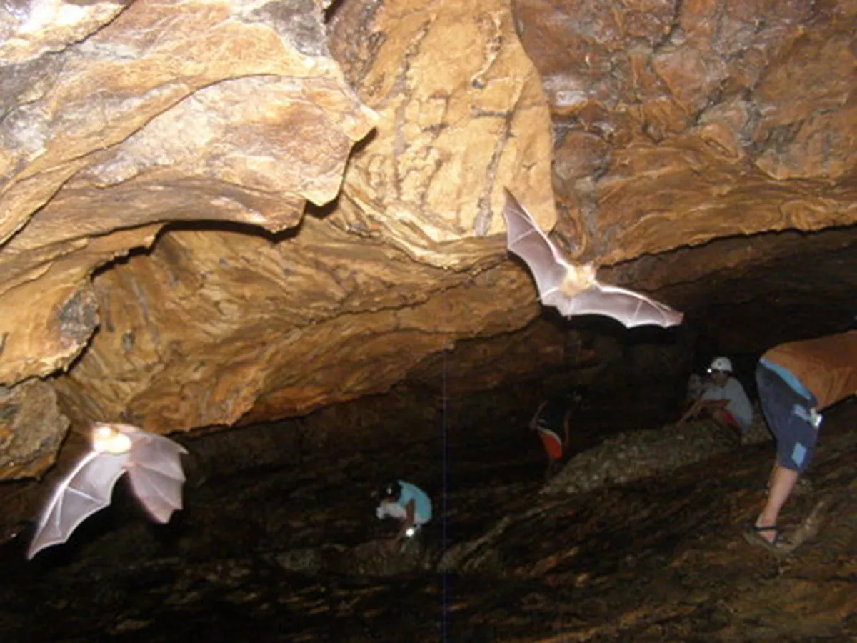 bats at guna caves