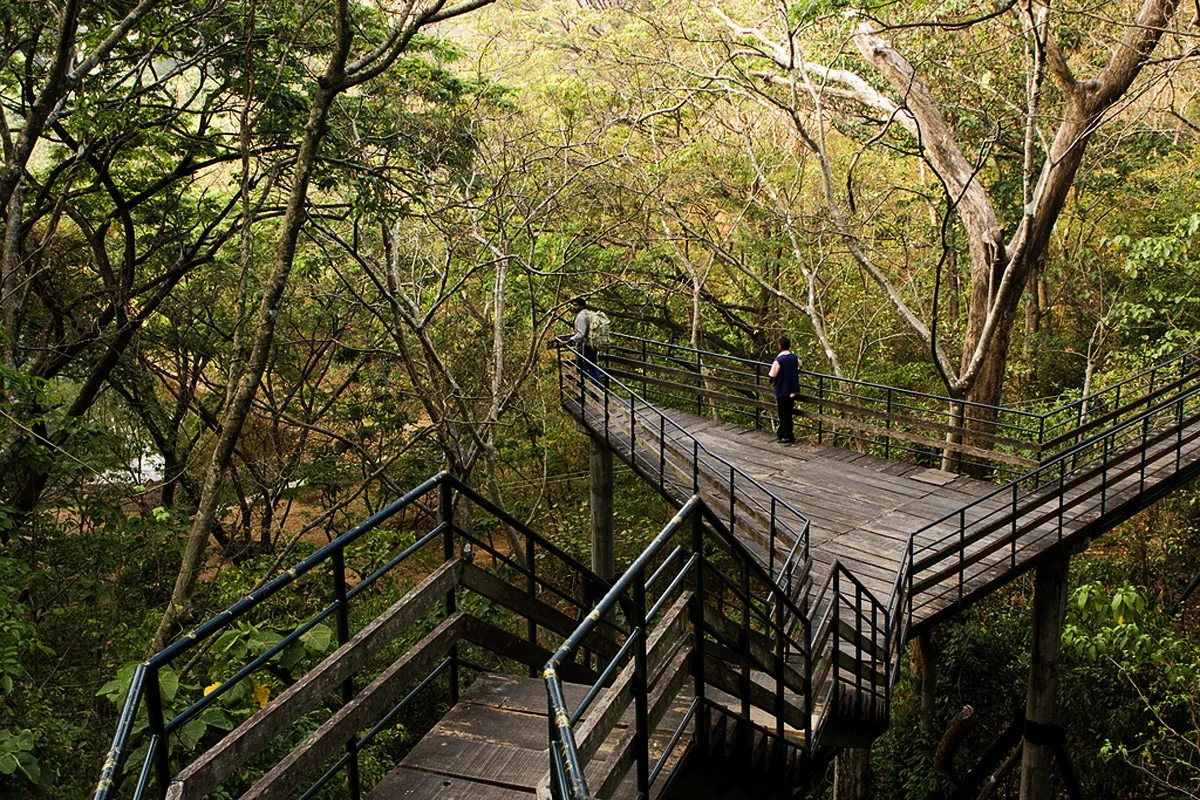 jungle trek pathways