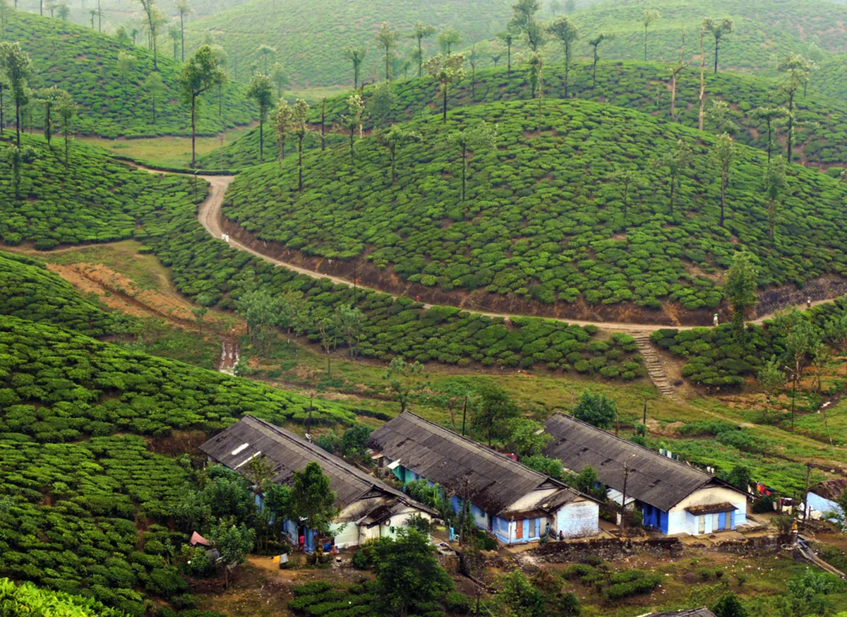 tea plantations view valparai