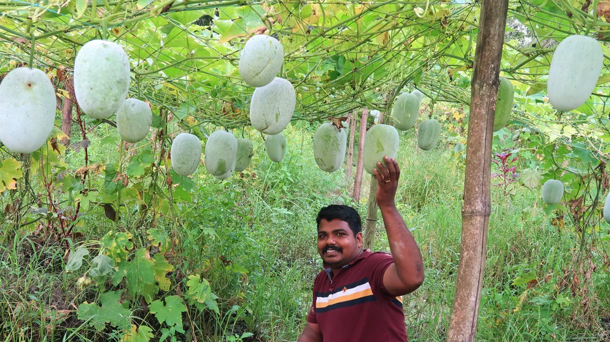 ash gourds sujith p