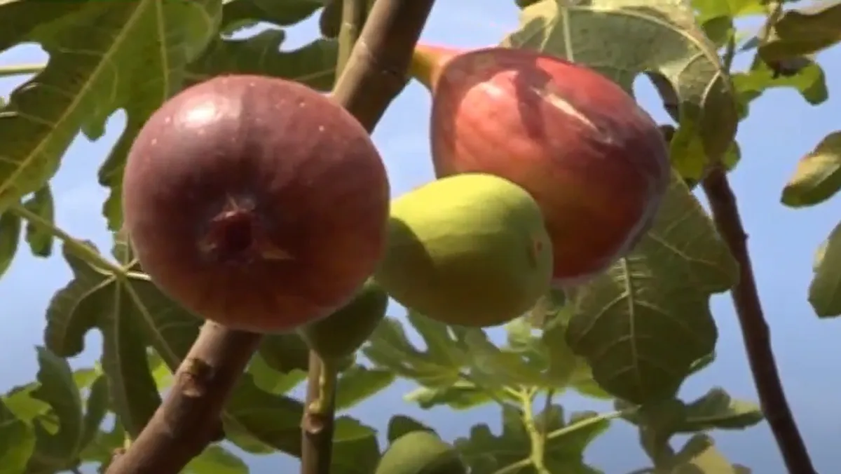 crop on the farm