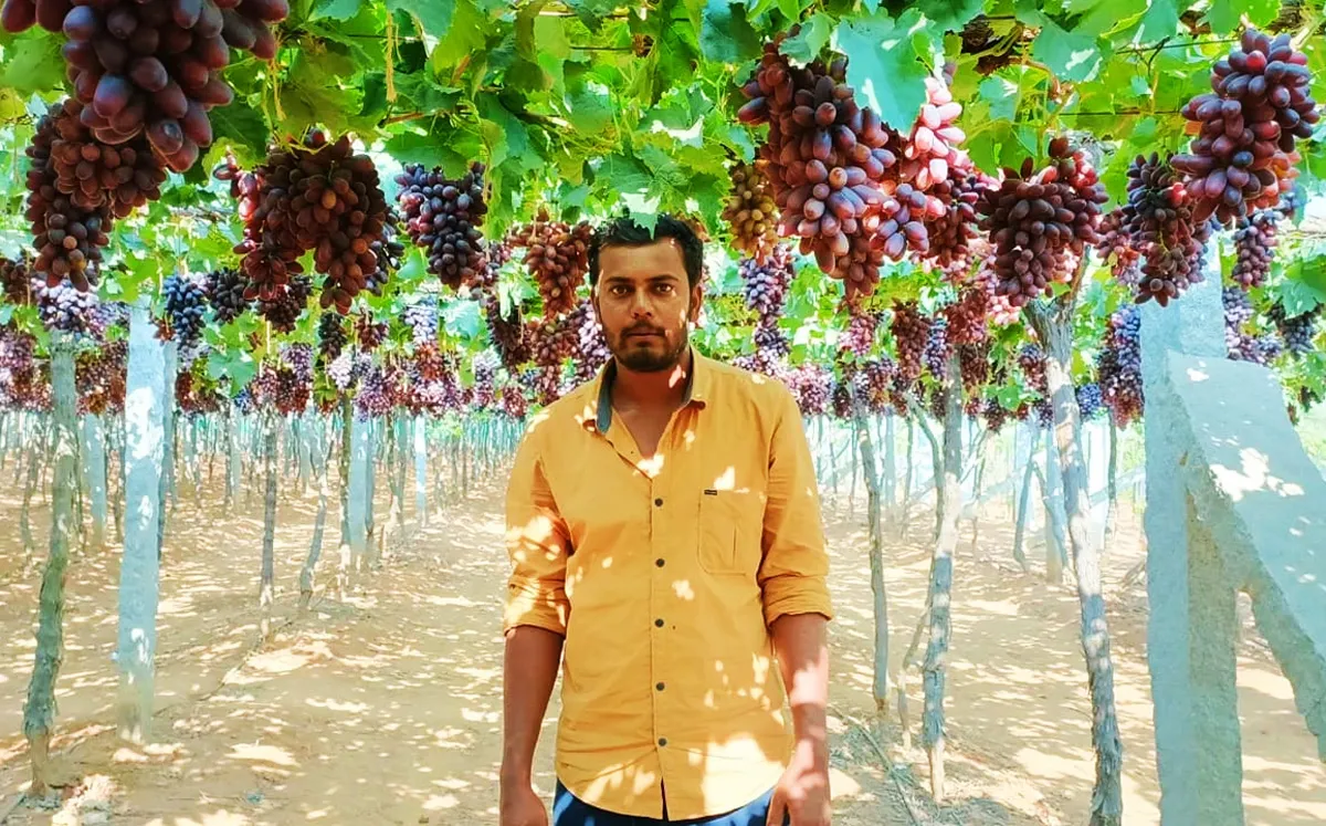 grapes