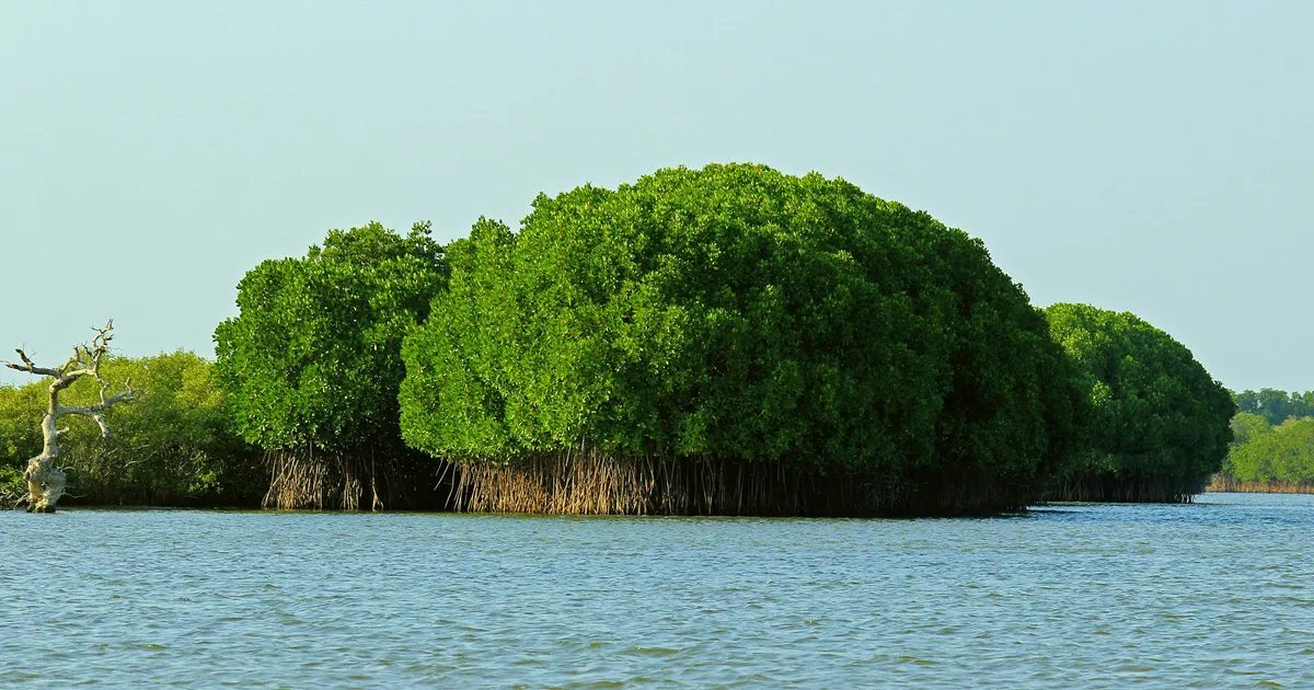 second largest mangroves in tamil nadu