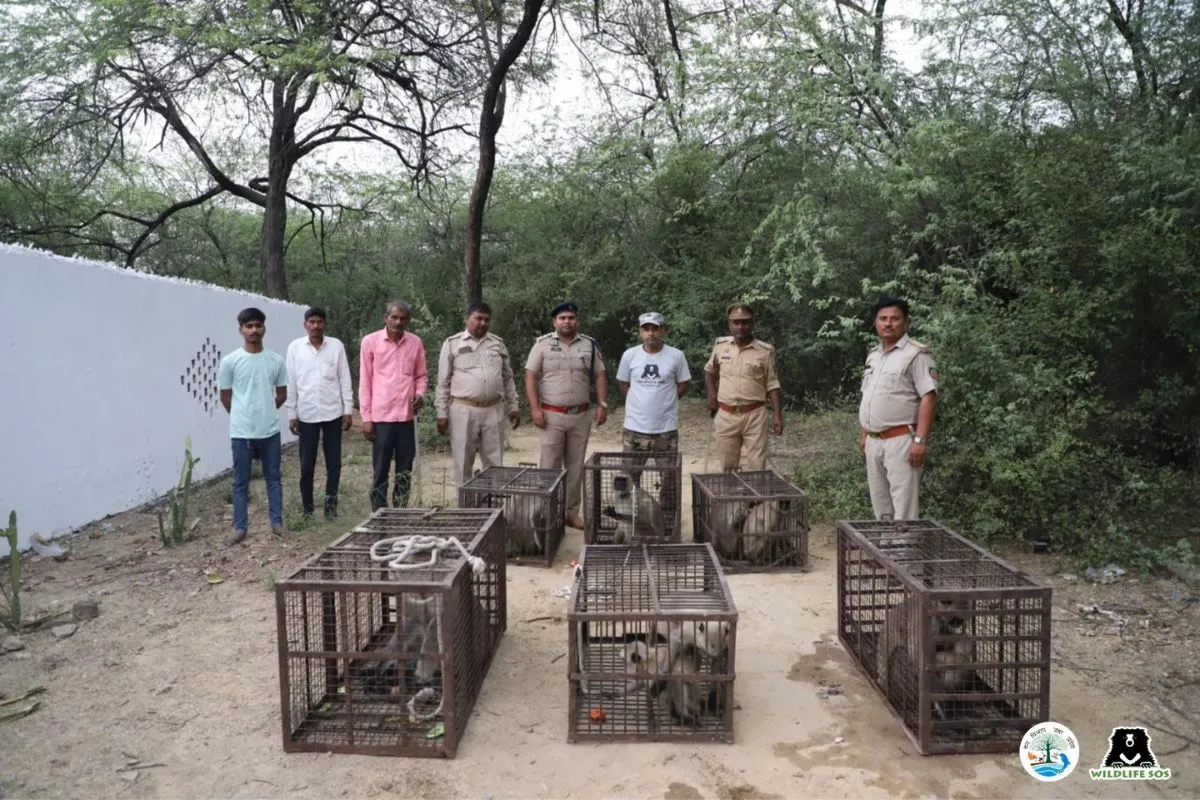 Nine Indian grey langurs were successfully rescued by UP Forest Department from Sadar area in Agra.