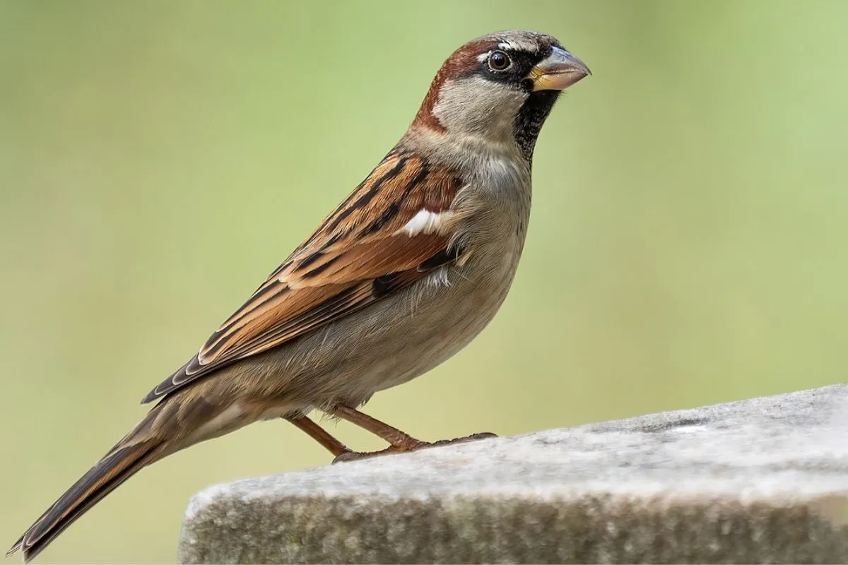 house Sparrow